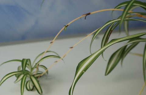 How to Propagate Your Spider Plant