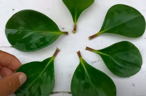 How to Propagate a Baby Rubber Plant