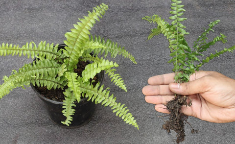 How to Propagate a Boston Fern