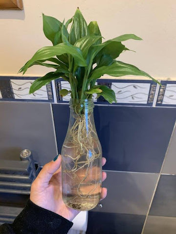 How to Propagate a Peace Lily in Water