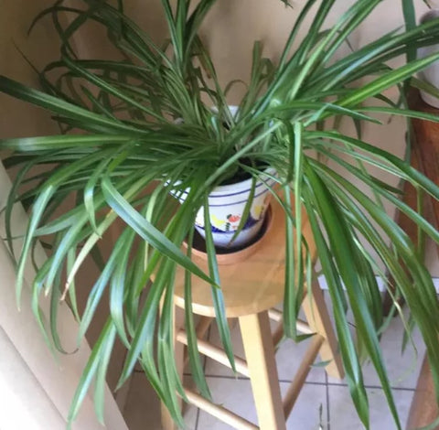 How to Prune a Spider Plant