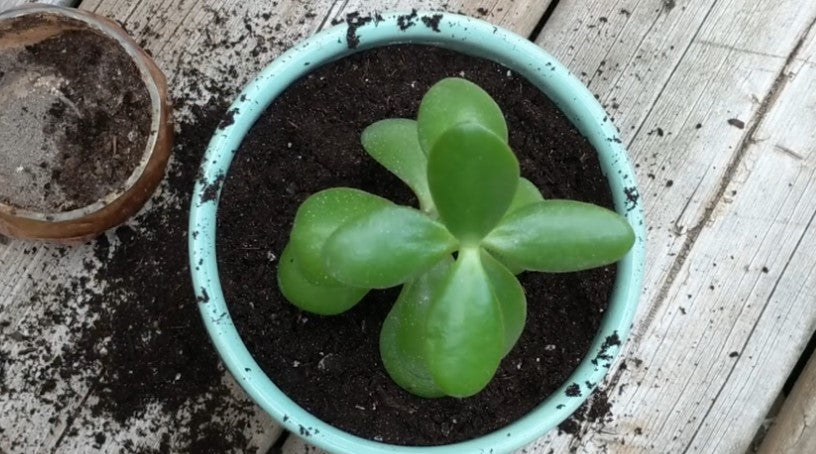 How to Repot a Jade Plant