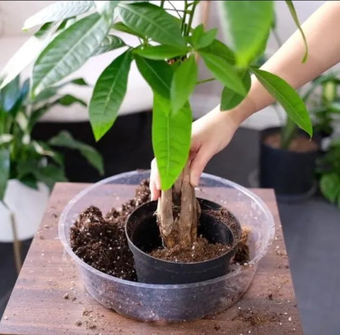 How to Repot a Money Tree Step-by-Step