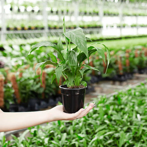 How to Repot a Peace Lily
