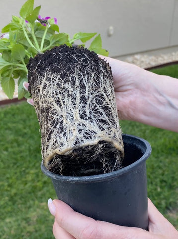 How to Repot a Plant in 5 Steps