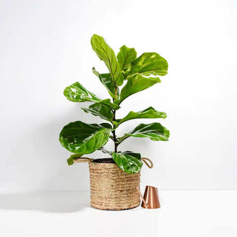 How to Water Fiddle Leaf Fig