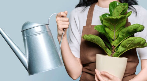 Watering a Fiddle Leaf Fig