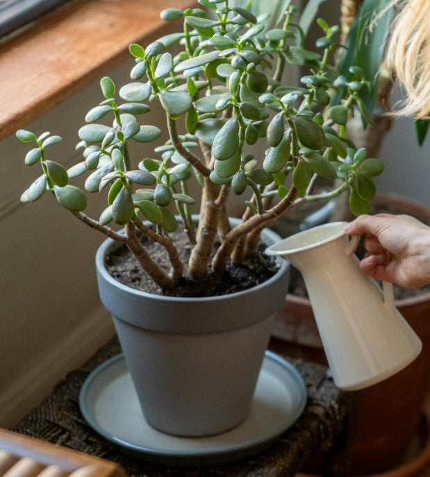 How to Water a Jade Plant