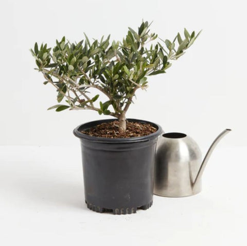 How to Water an Olive Tree