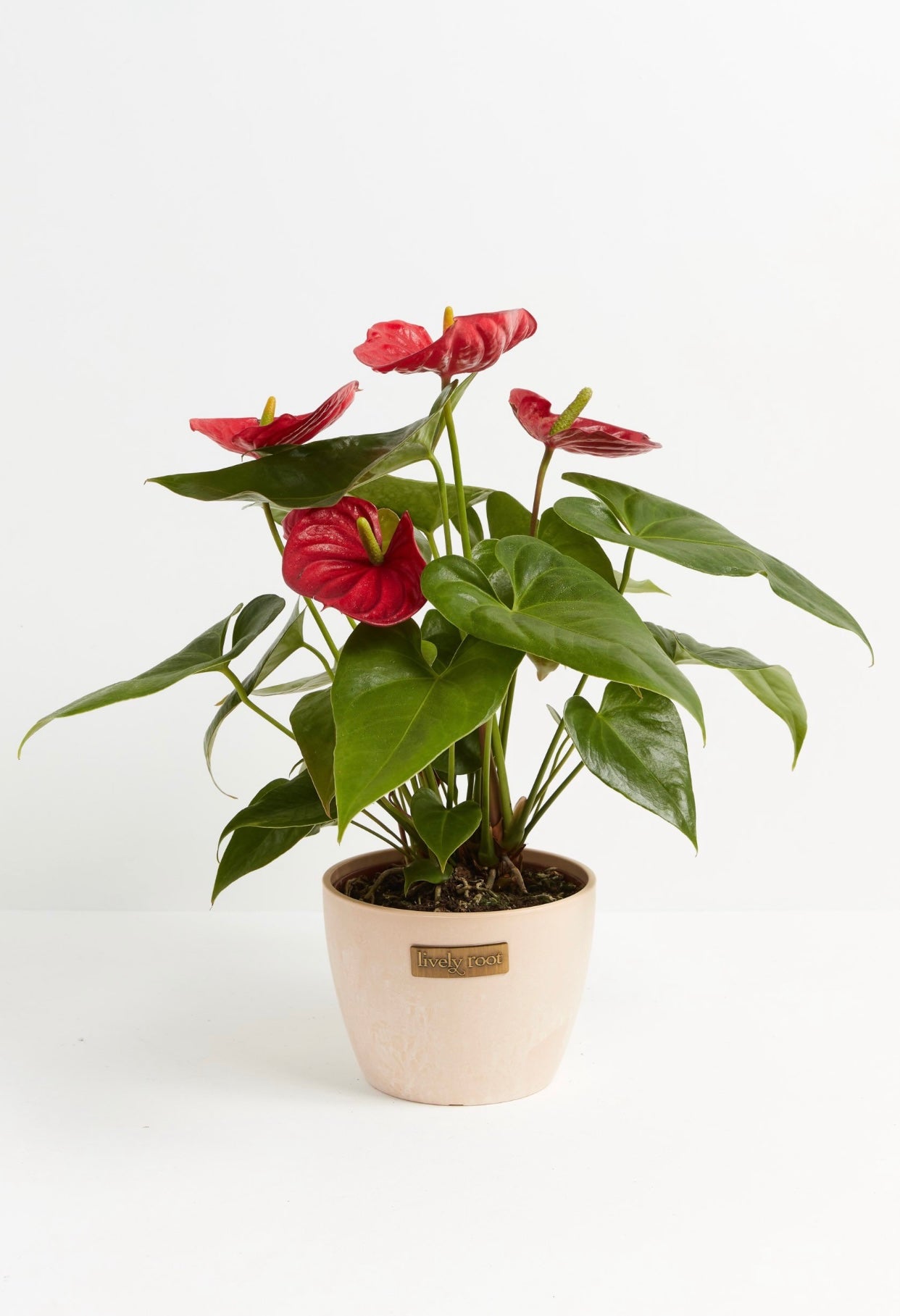 How to Grow and Care for your Flamingo Flower | Lively Root