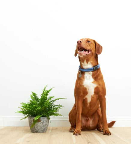 Is Boston Fern Poisonous to Dogs