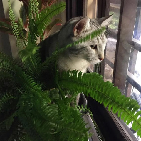 Is Boston Fern Toxic to Cats