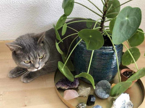 Is Chinese Money Plant Toxic to Cats