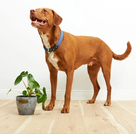 Is Chinese Money Plant Toxic to Dogs