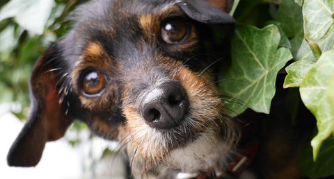 Is English Ivy Toxic to Dogs