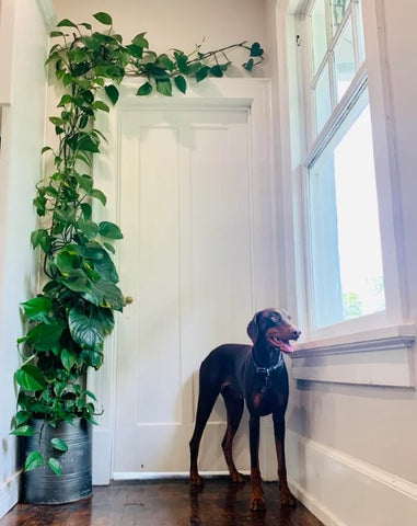 Is Golden Pothos Poisonous to Dogs