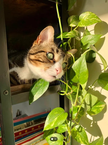 Is Golden Pothos Toxic to Cats