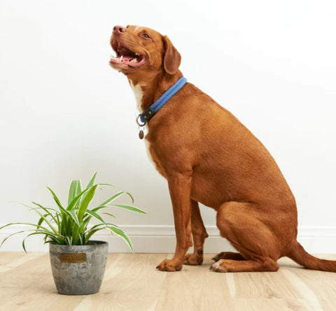 Is Spider Plant Toxic to Dogs