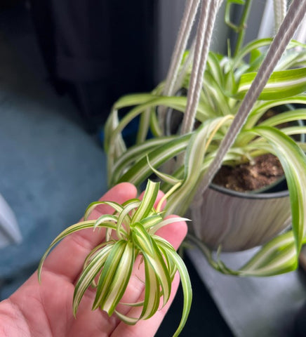Is Spider Plant Toxic to Humans