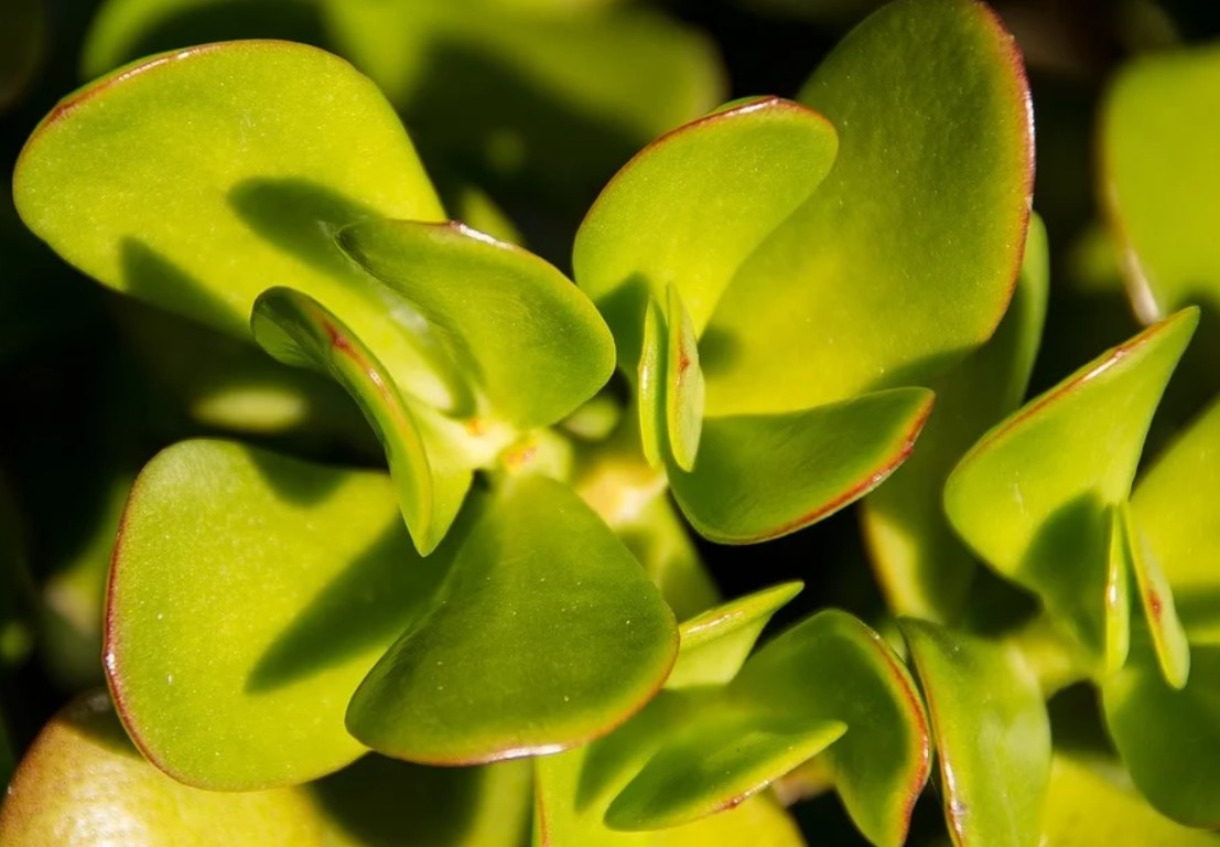 Jade Plant Care