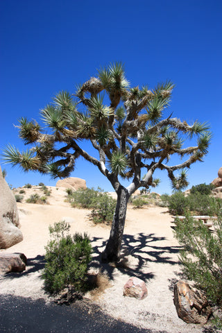 Joshua Tree National Park Yucca Tree