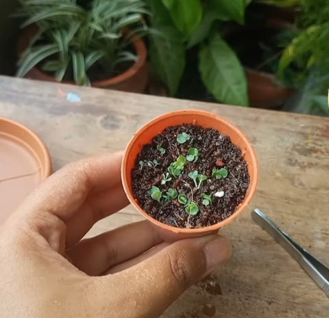 Kalanchoe Propagation From Offsets