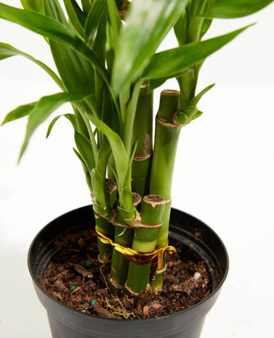 Lucky Bamboo Problems and Solutions