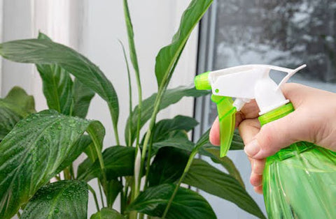 Misting a Peace Lily