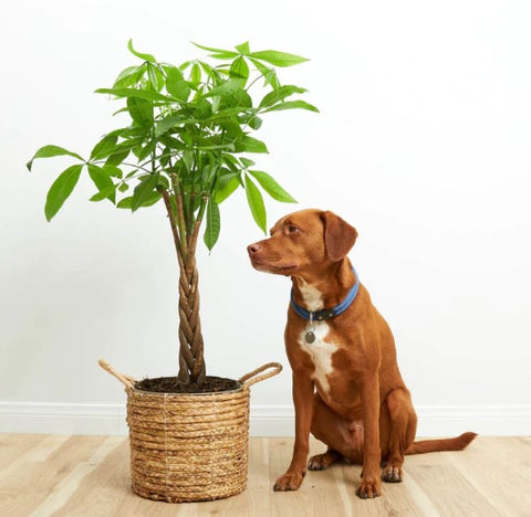 Money Tree Pet-safe