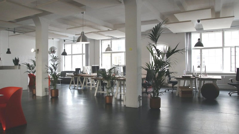 Best Plant for Your Office Space