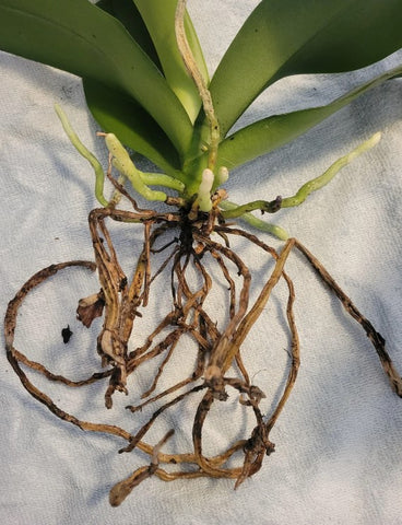 Orchid Root Rot