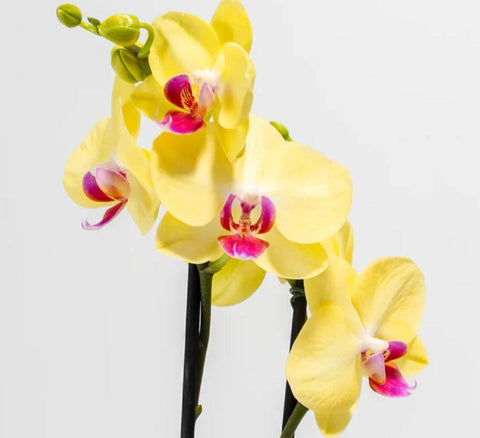 Orchids Watering Requirements