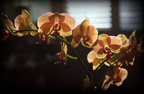 Orchids and Sunlight Common Issues