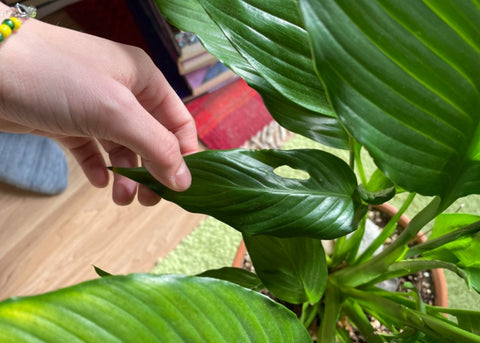 Peace Lilies Pruning Common Issues
