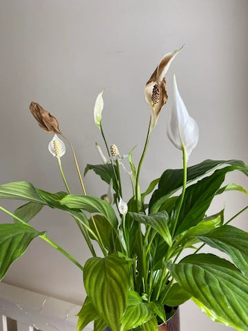 peace lily blooms turning green