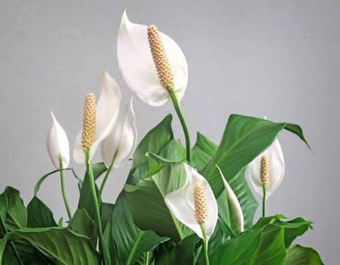 Peace Lily Spiritual Significance
