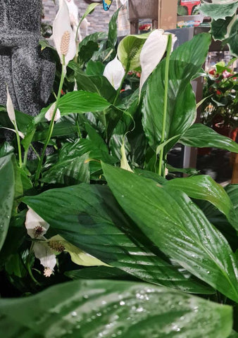 Peace Lily Water Requirements