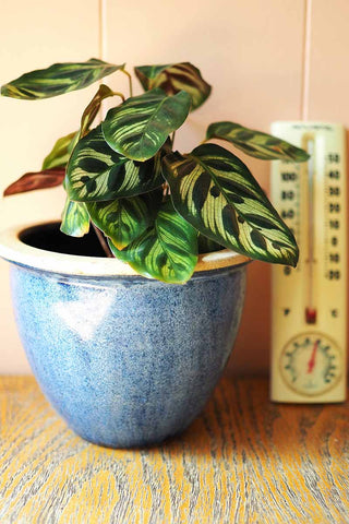 Peacock Plant: Temperature and Humidity