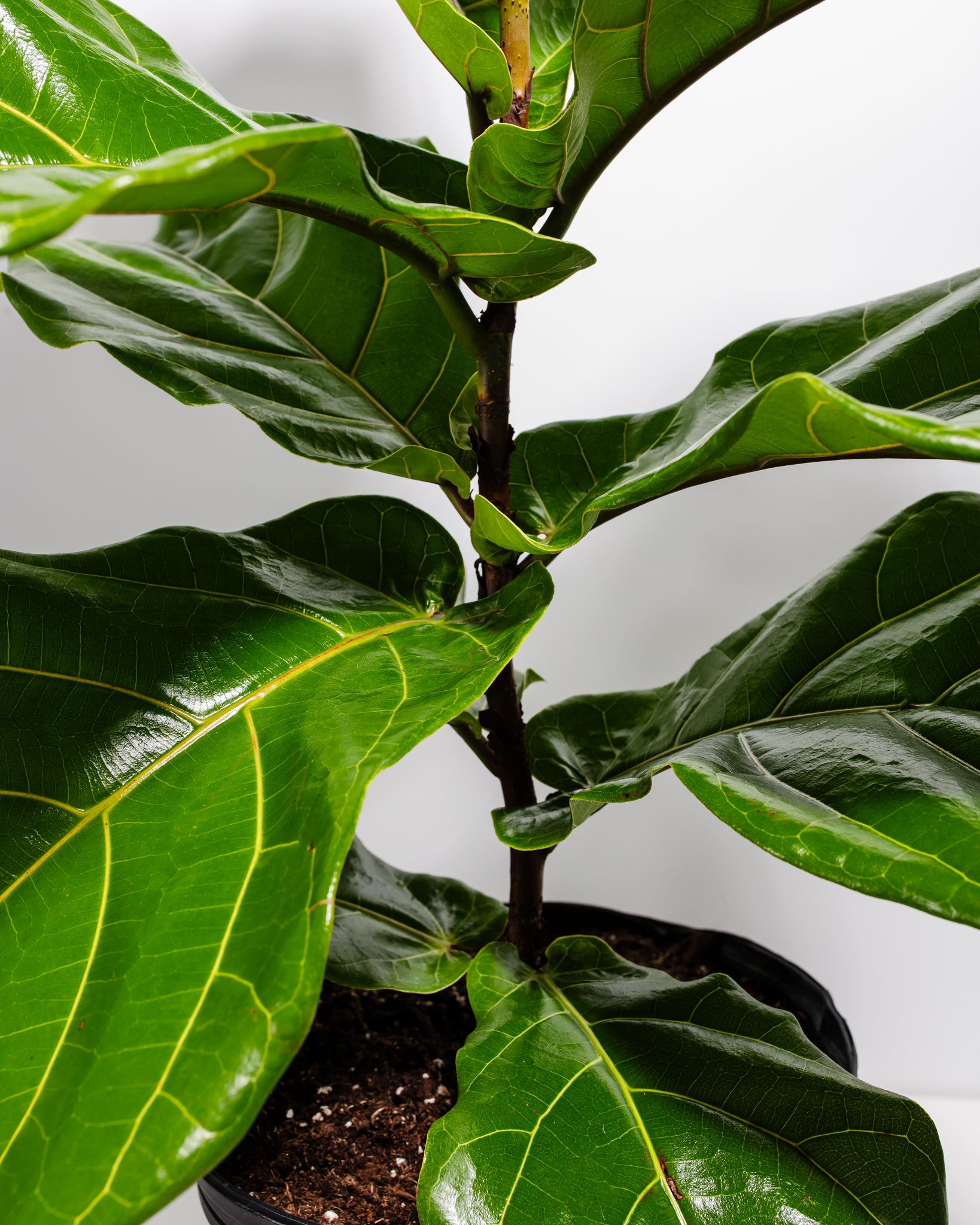 Fiddle Leaf Fig Tree (Ficus Lyrata) - Lively Root product image