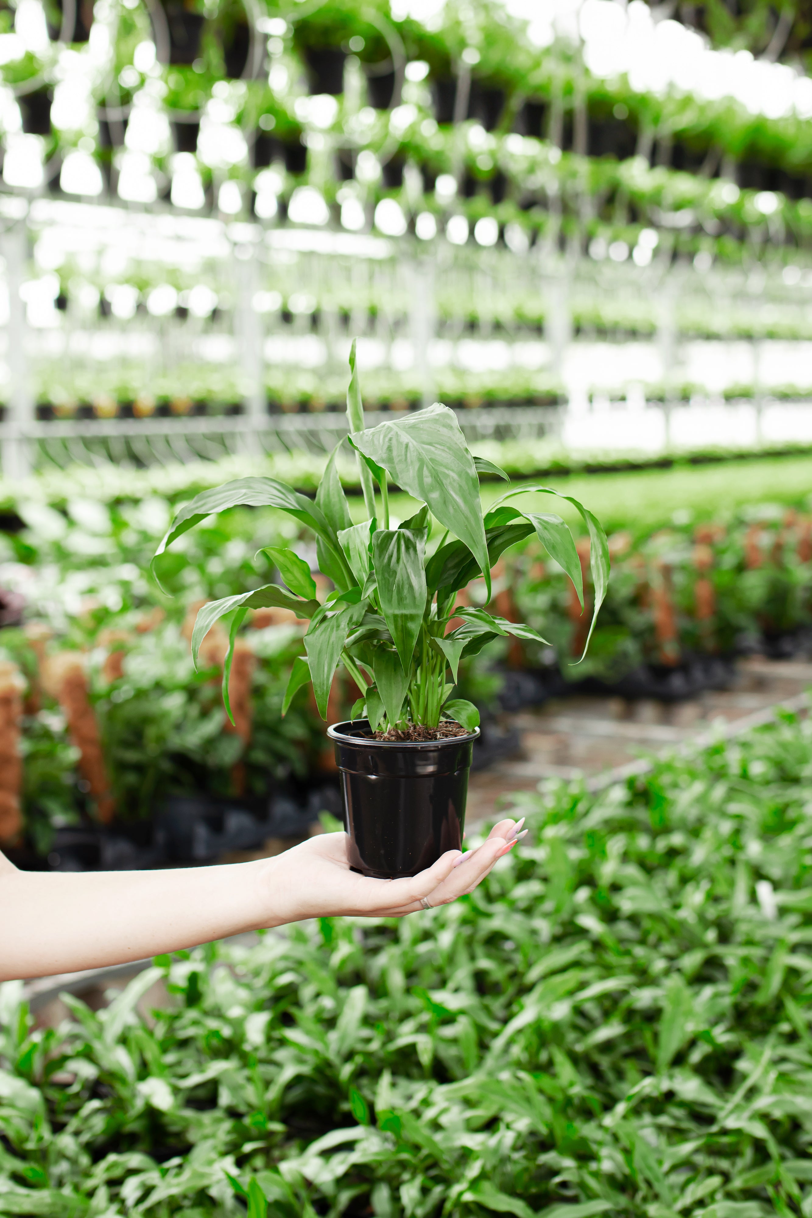 Pl 4in BestSellersinNursery Peace lily Grower 01