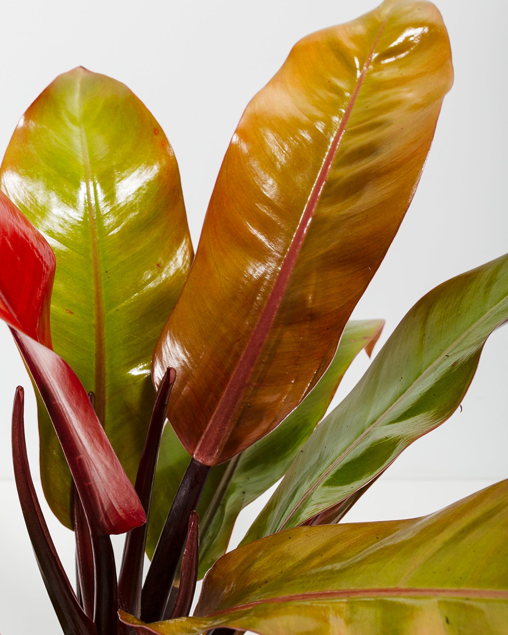 Pl 4in Philodendron Prince of Orange Detail 04