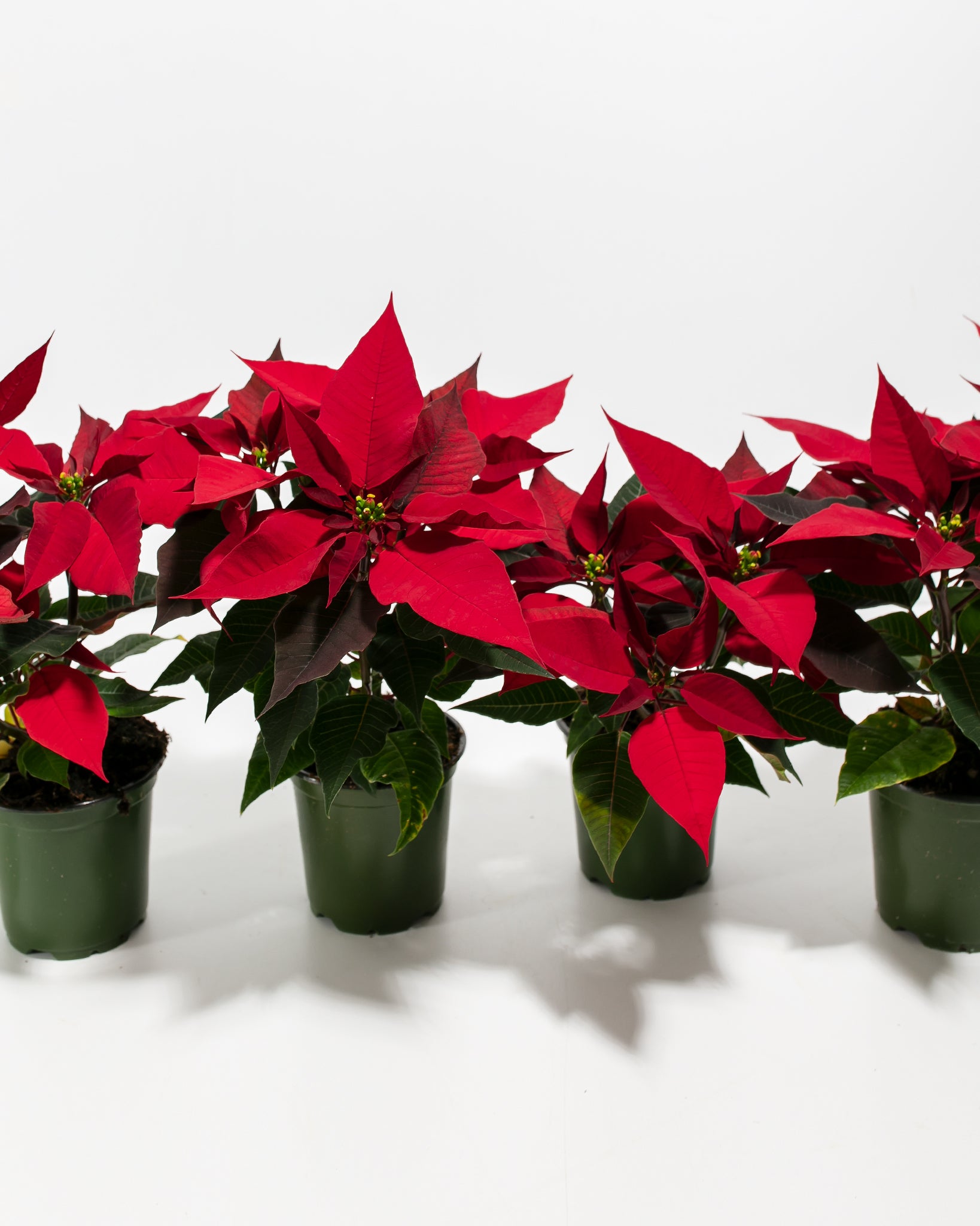 Pl 4in Poinsettia 4 Pack Bundle Detail 01 3e046e7b 77df 43ae 944f 48fd985af000