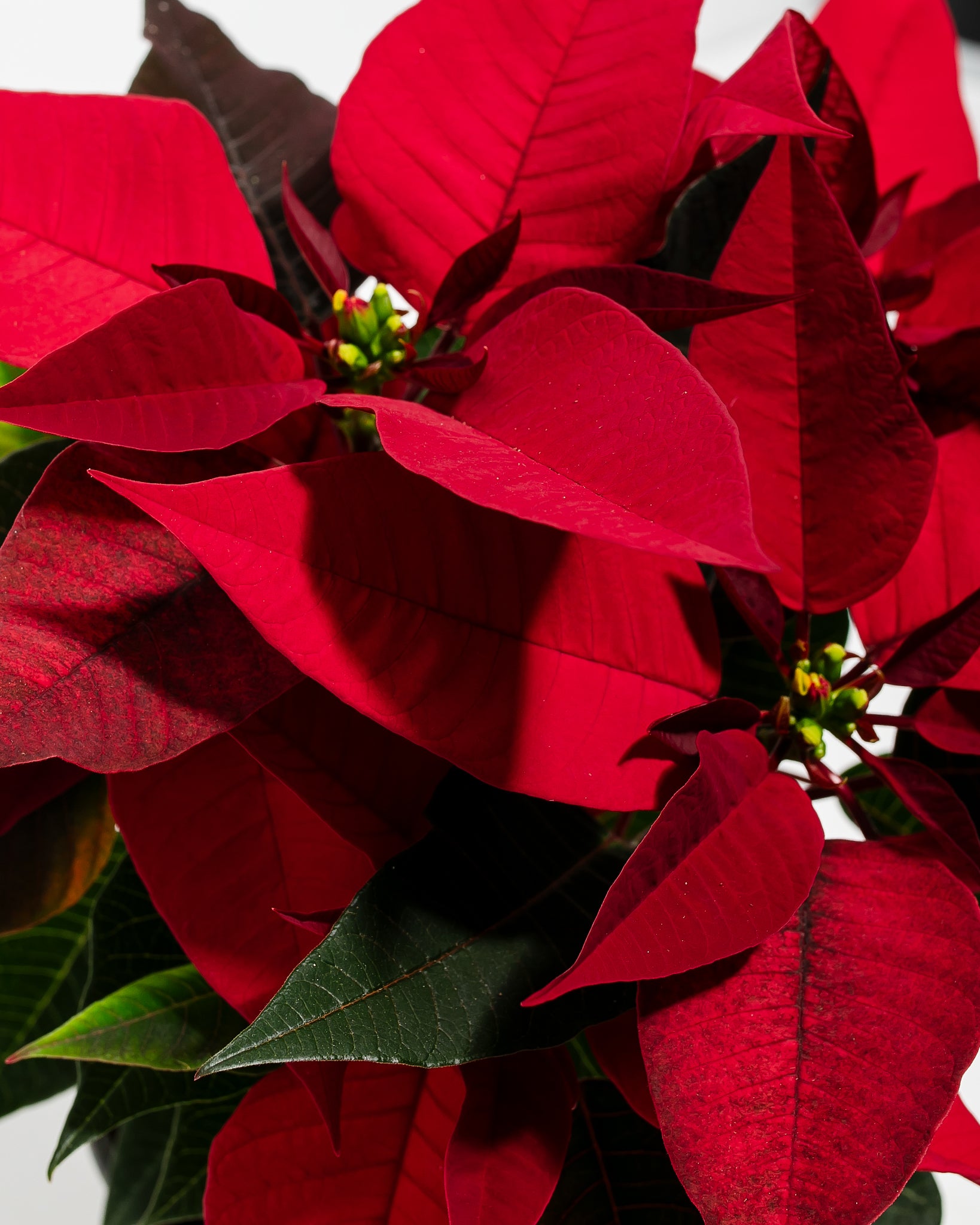 Pl 4in Poinsettia Detail 02