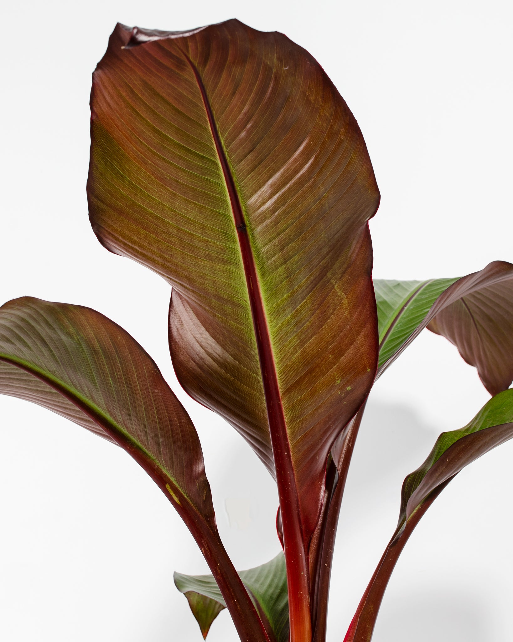 Pl 5gl Ensete Red Banana Detail 03