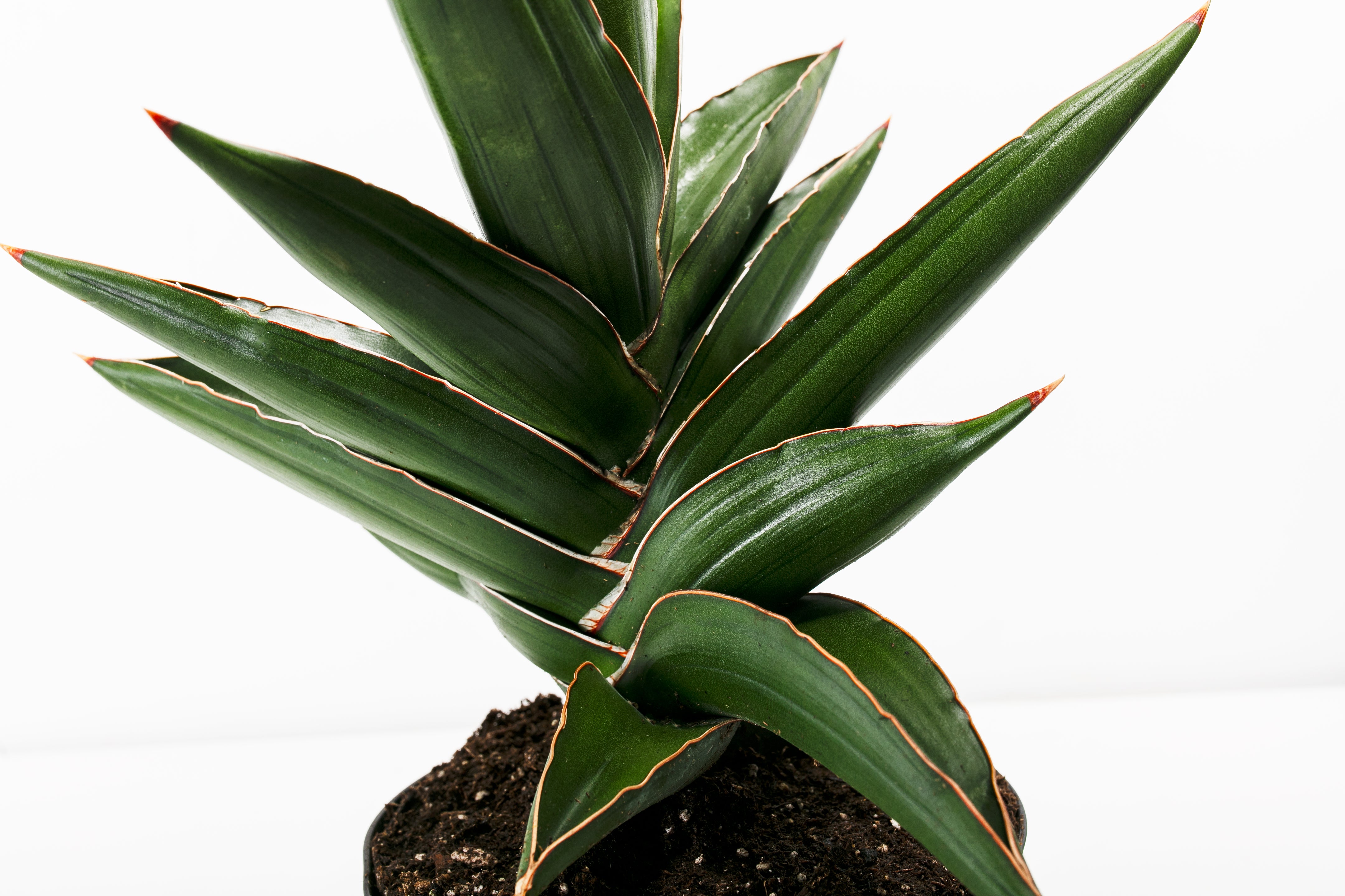 Pl 6in Sanseveria Samurai Detail 01