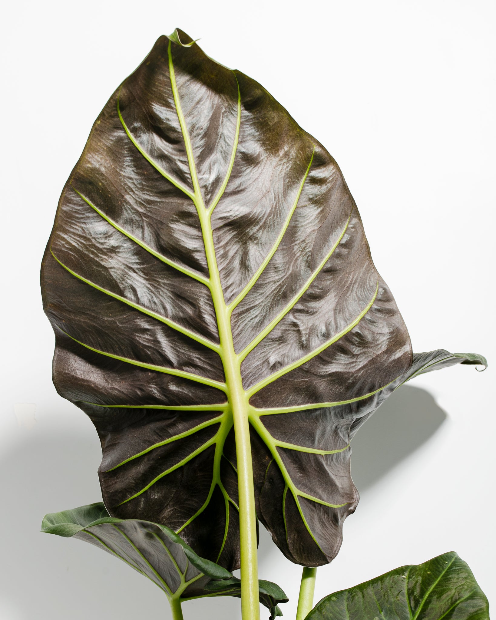 Pl 8in Alocasia Regal Shields Detail 03