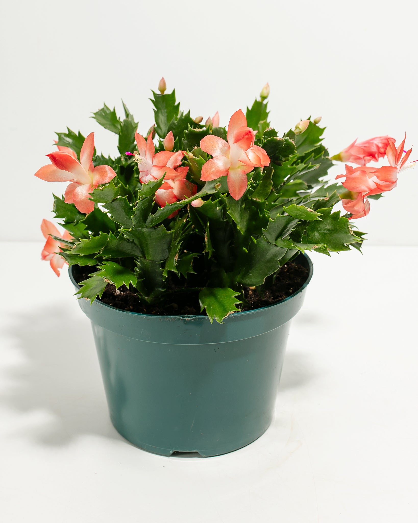 Pl 8in Christmas Cactus Pink Grower 01