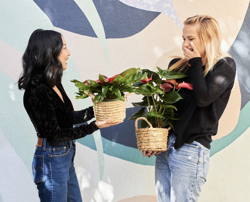 Shop Indoor Plant Gifts Sydney | Order Plants Online | Same Day Delive