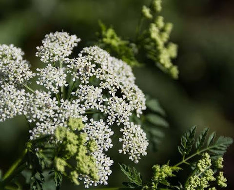 Poison Hemlock