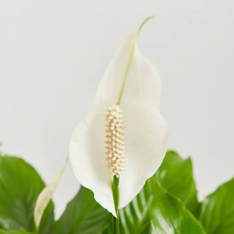 Post-Repotting Care Tips for Your Peace Lily